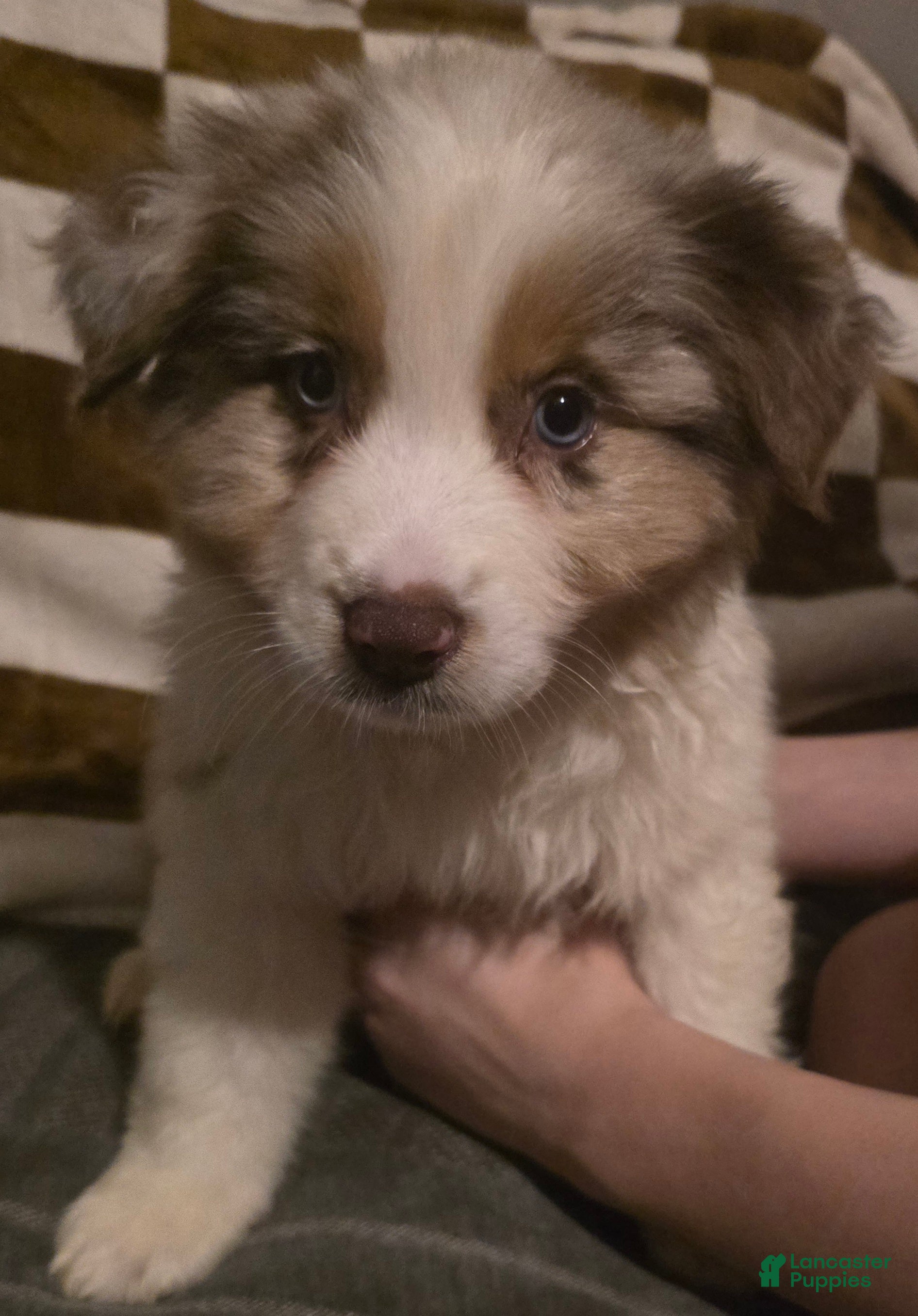 Australian Shepherd dogs Male 4 - Ad 2