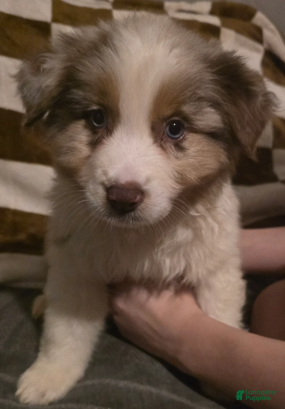 Australian Shepherd dogs for sale: Male 4 - Ad 1