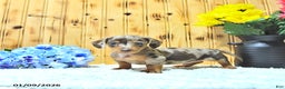 Miniature Dachshund dogs for sale: Major - Ad 1