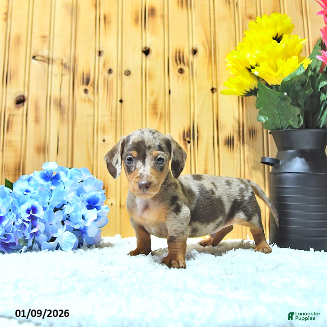 Miniature Dachshund dogs for sale: Major - Ad 1