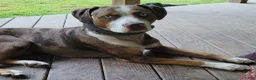 Catahoula Leopard Dog dogs for sale: Glory - Ad 13