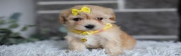 Maltipoo dogs for sale: Goldie  - Ad 12