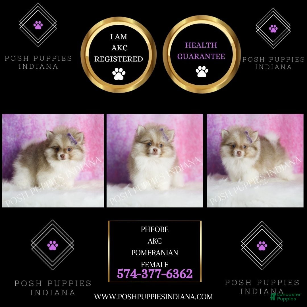Pomeranian dogs Pheobe - Ad 2