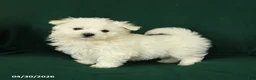 Maltese dogs for sale: Bingo - Ad 1