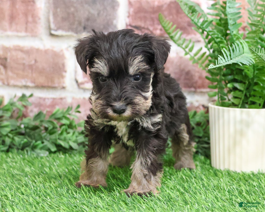 Miniature Schnauzer dogs for sale: Tyson - Ad 2