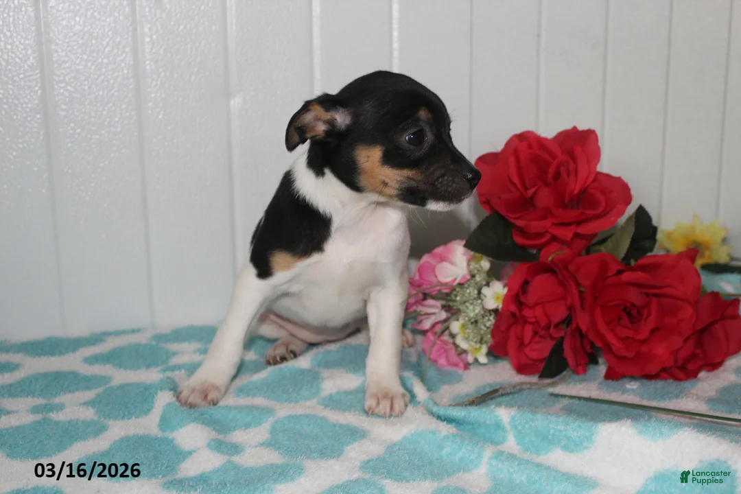Jack Russell Terrier dogs for sale: Fancy - Ad 2