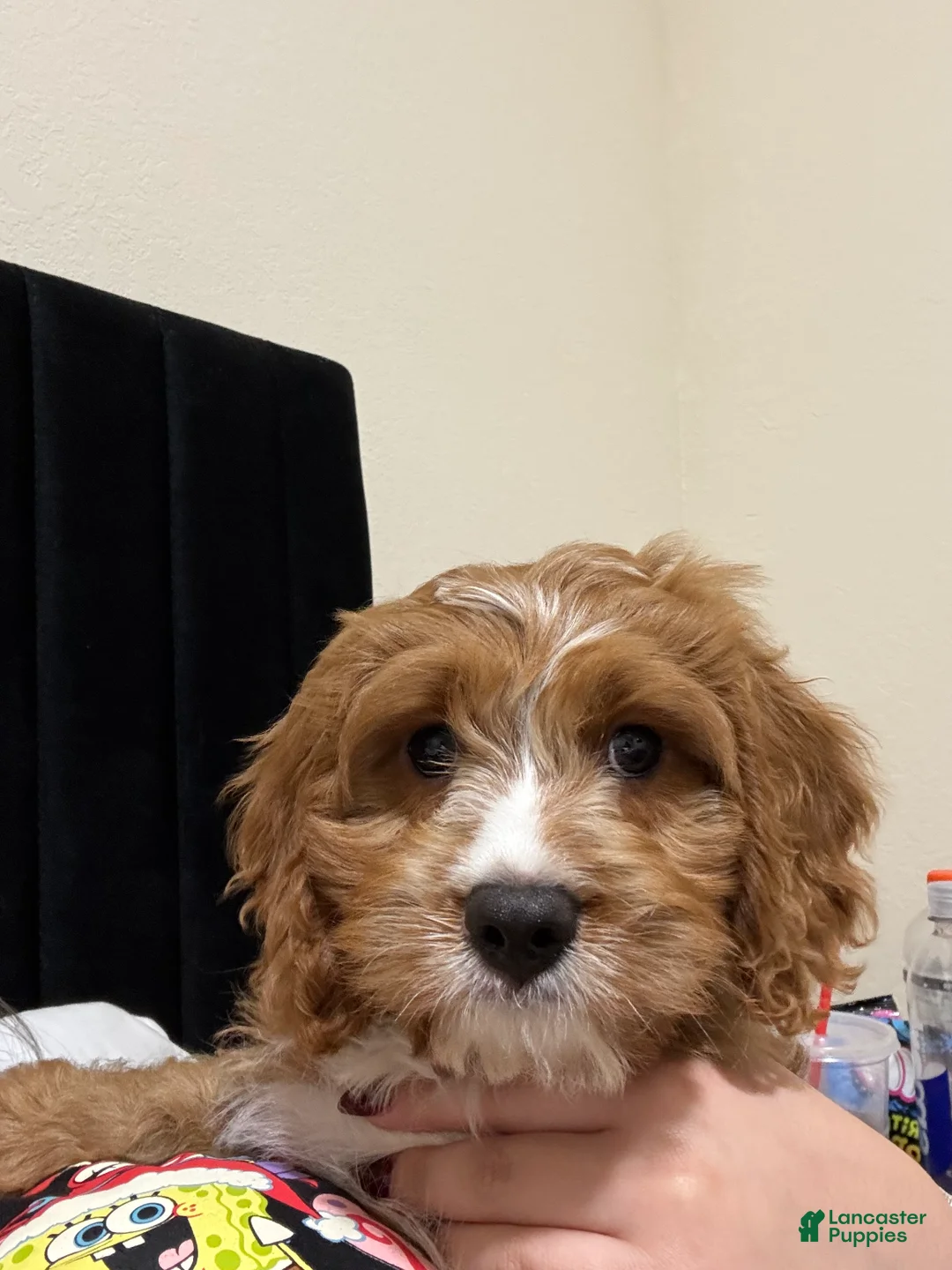 Cavapoo dogs for sale: Cavapoo Puppy 1 - Ad 2