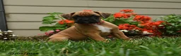 Boxer dogs for sale: Curry - Ad 5