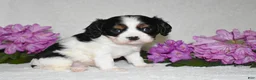 Cavalier King Charles Spaniel dogs for sale: Snoopy - Ad 8