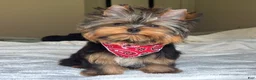 Yorkshire Terrier dogs for sale: Cody - Ad 9