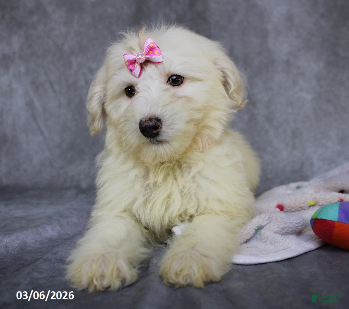 Mini Aussiedoodle dogs Carli - Ad 2