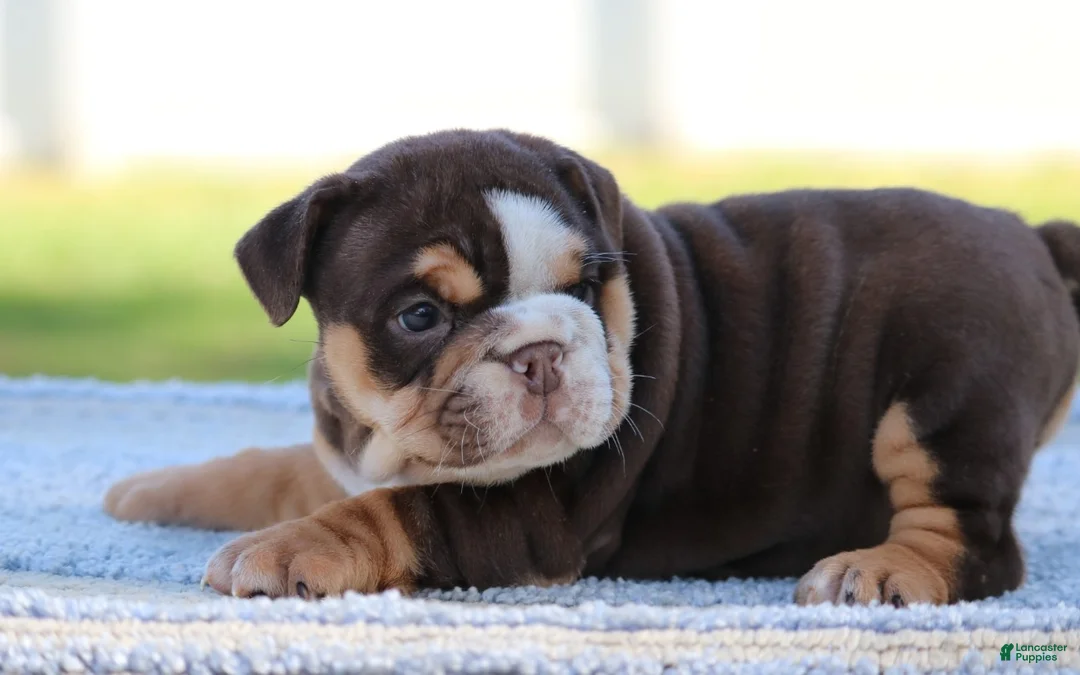 English Bulldog dogs for sale: English Bulldog Puppy 2 - Ad 5