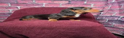 Miniature Dachshund dogs for sale: Max - Ad 7