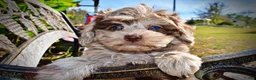 Havapoo dogs for sale: Punky - Ad 5