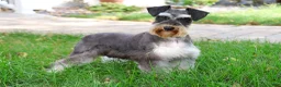 Miniature Schnauzer dogs for sale: Leah - Ad 7