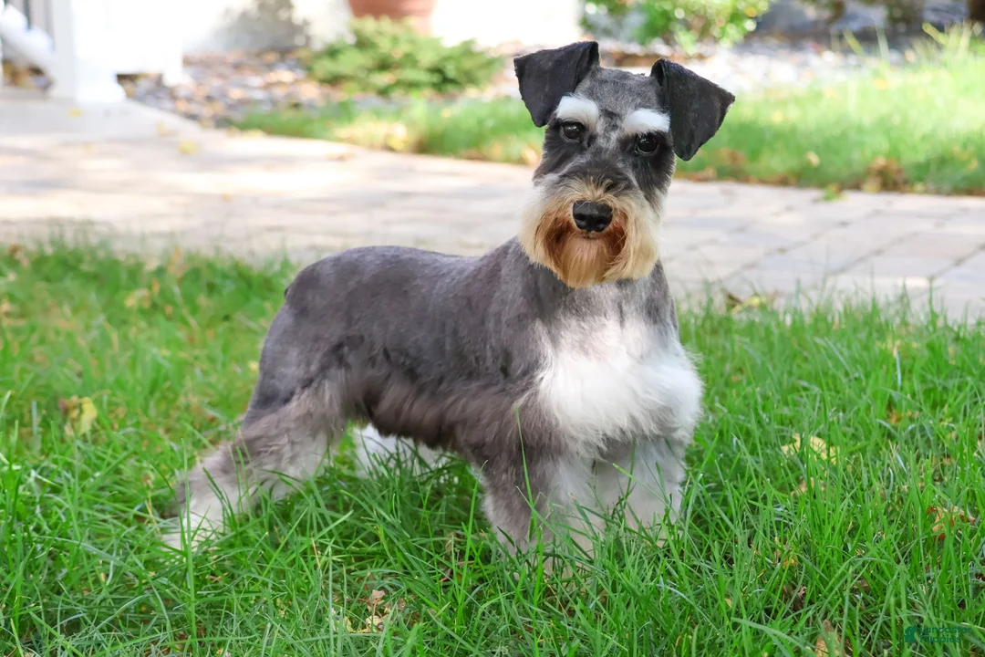 Miniature Schnauzer dogs for sale: Leah - Ad 7