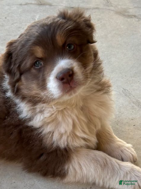 Australian Shepherd dogs Red Tri Male - Ad 1