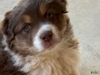 Australian Shepherd dogs Red Tri Male - Ad 1