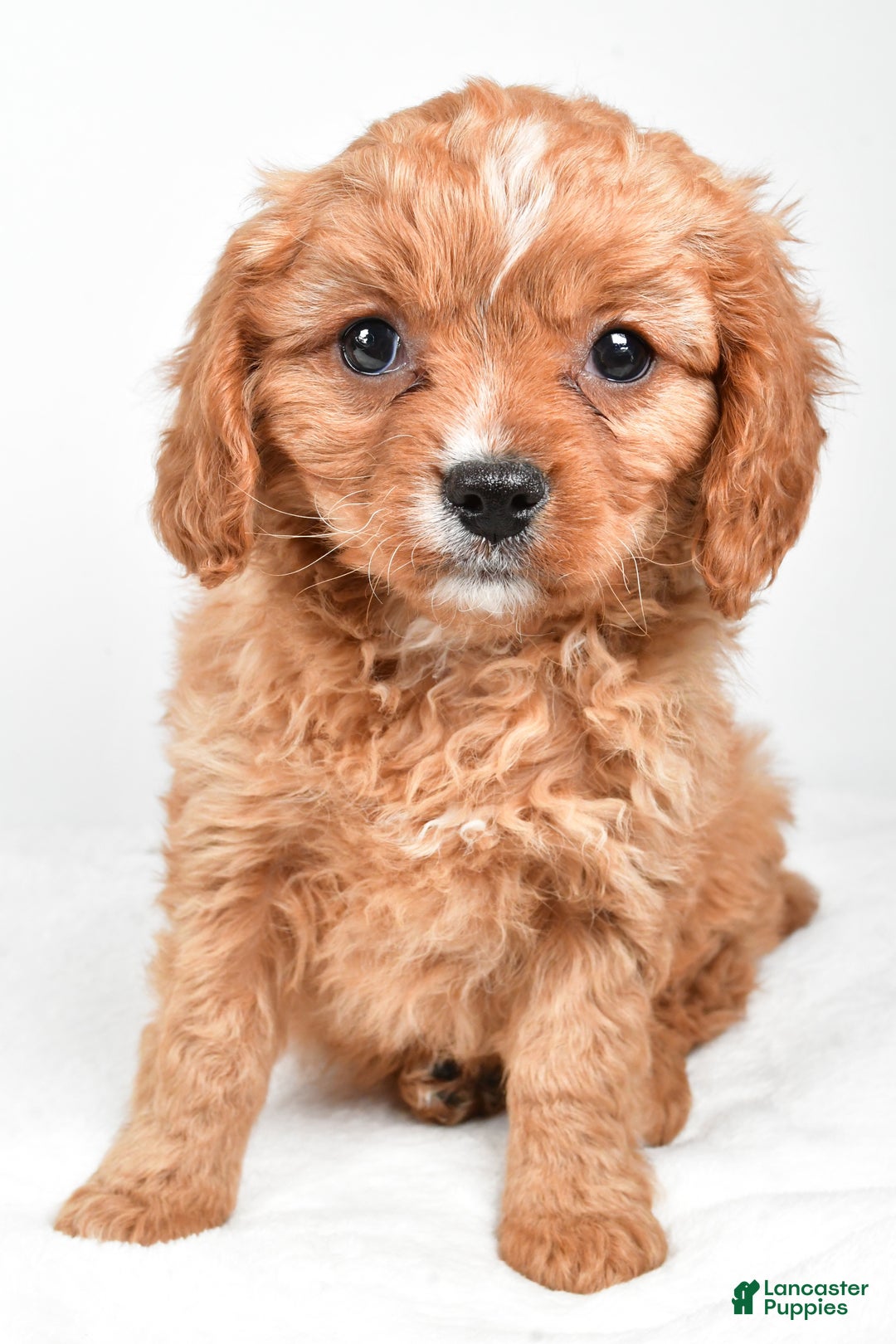 Cavapoo dogs for sale: Penny f one b - Ad 7
