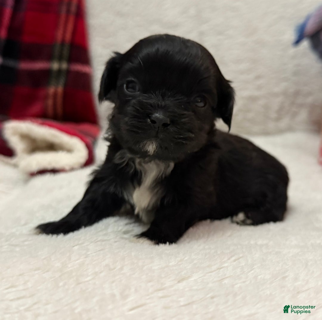 Shihpoo dogs for sale: Luna - Ad 1