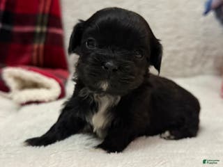 Shihpoo dogs Luna - Ad 30