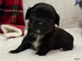 Shihpoo dogs Luna - Ad 36