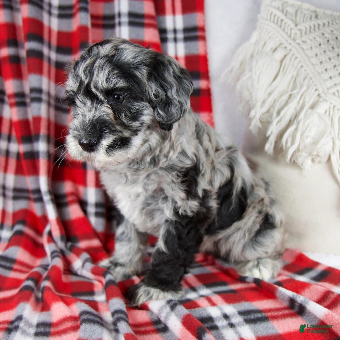Schnoodle dogs for sale: Delilah - Ad 2