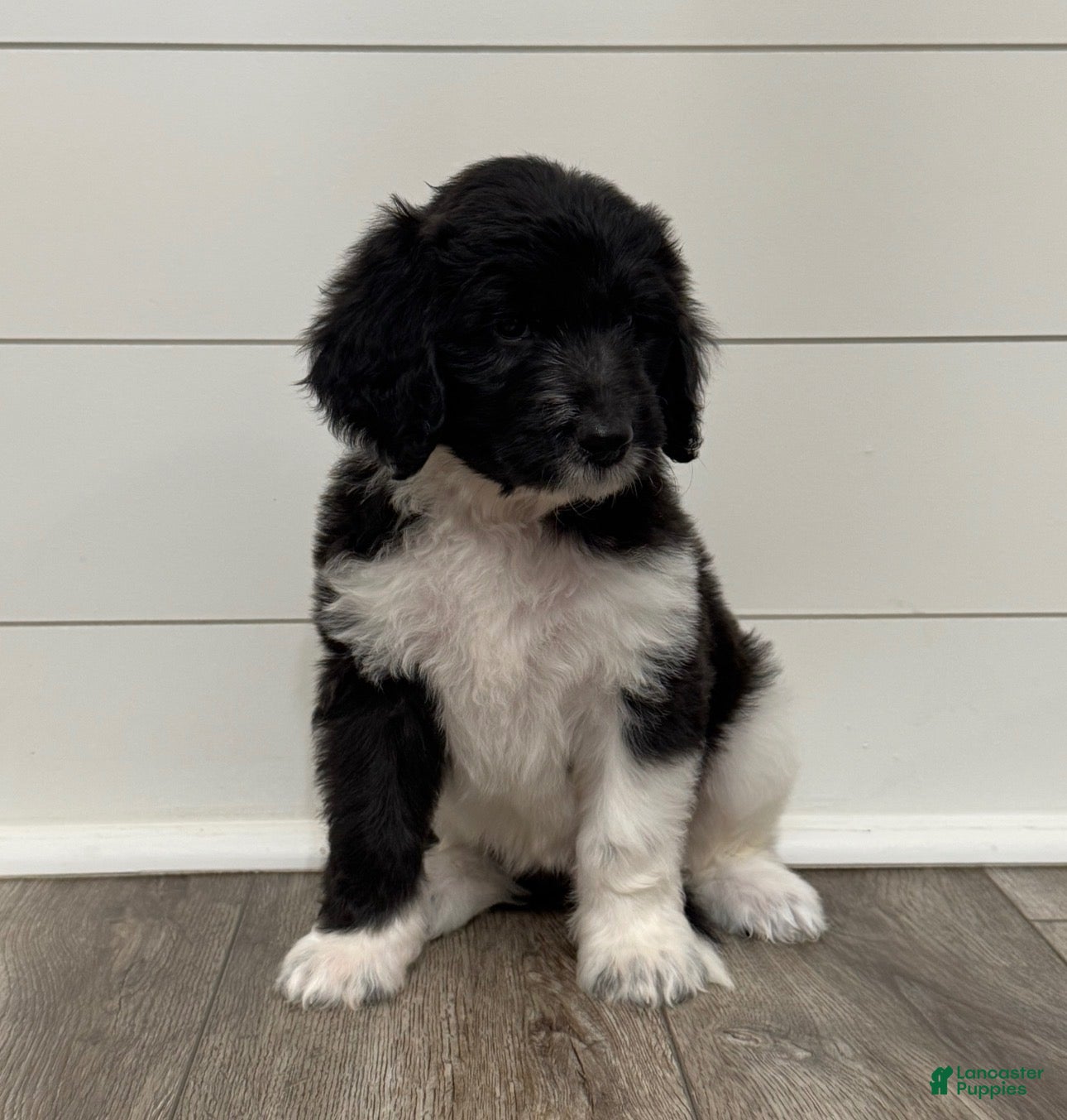 Aussiedoodle dogs for sale: Cinderella - Ad 18
