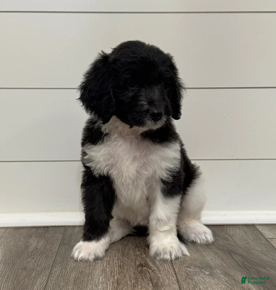 Aussiedoodle dogs for sale: Cinderella - Ad 1