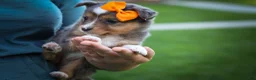 Mixed Breed dogs for sale: Gracie Lou🌸 - Ad 5