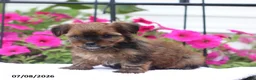 Shorkie dogs for sale: Marley - Ad 5