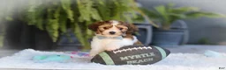 Cavachon dogs for sale: Hayes - Ad 11