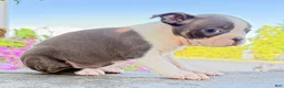 Boston Terrier dogs for sale: Iris - Ad 5