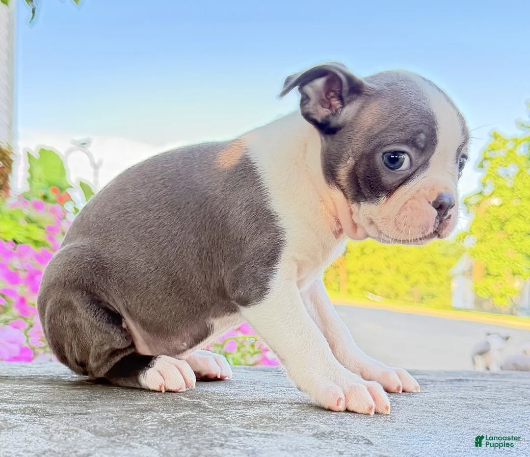Boston Terrier dogs for sale: Iris - Ad 5