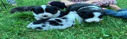 Mixed Breed dogs for sale: Buster Bear - Ad 18