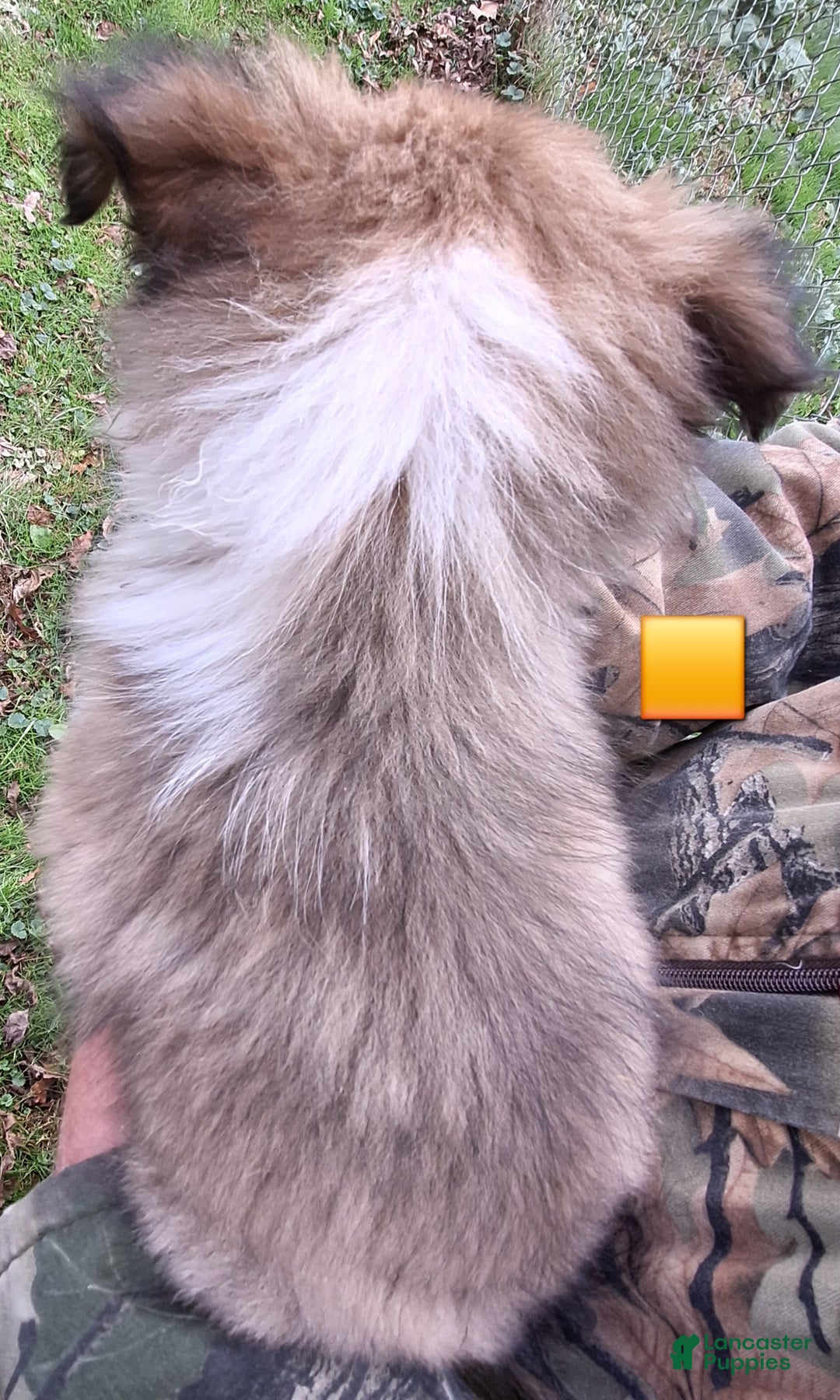 Shetland Sheepdog dogs for sale: Shetland Sheepdog Puppy 2 - Ad 2