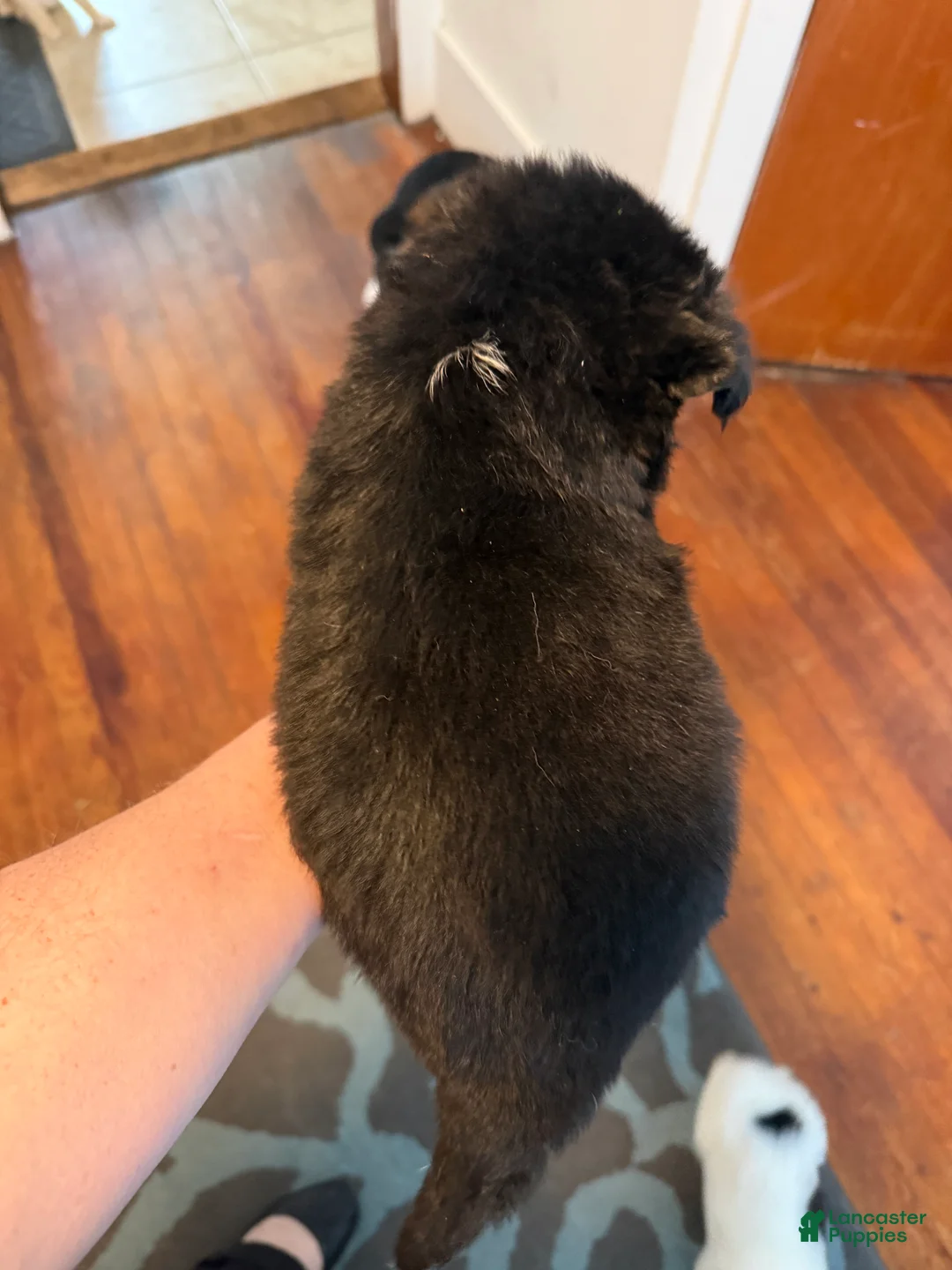 Mixed Breed dogs for sale: Mixed Breed Puppy 2 - Ad 2