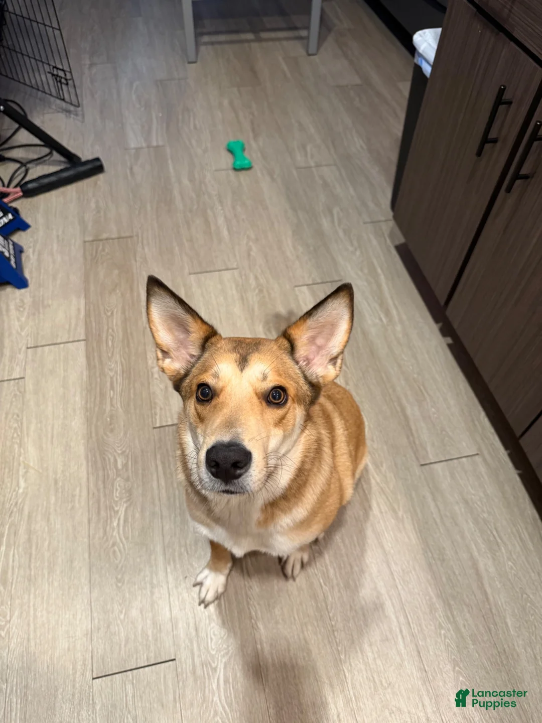 Mixed Breed dogs for sale: Andy Reid  - Ad 4