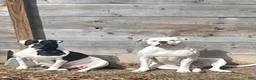 American Bulldog dogs for sale: American Bulldog Puppy 2 - Ad 2