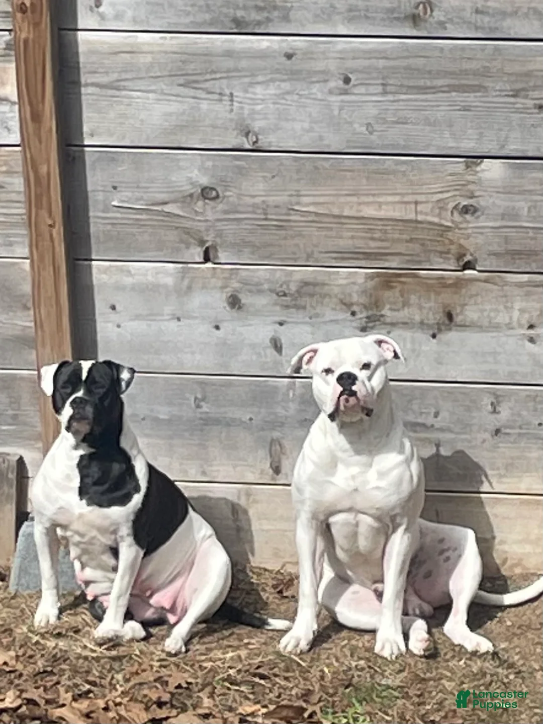 American Bulldog dogs for sale: American Bulldog Puppy 2 - Ad 2