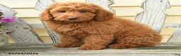 Aussiedoodle dogs for sale: Rowdy - Ad 3