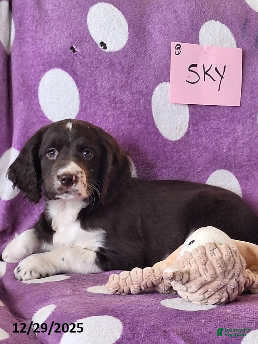 English Springer Spaniel dogs for sale: Sky - Ad 6