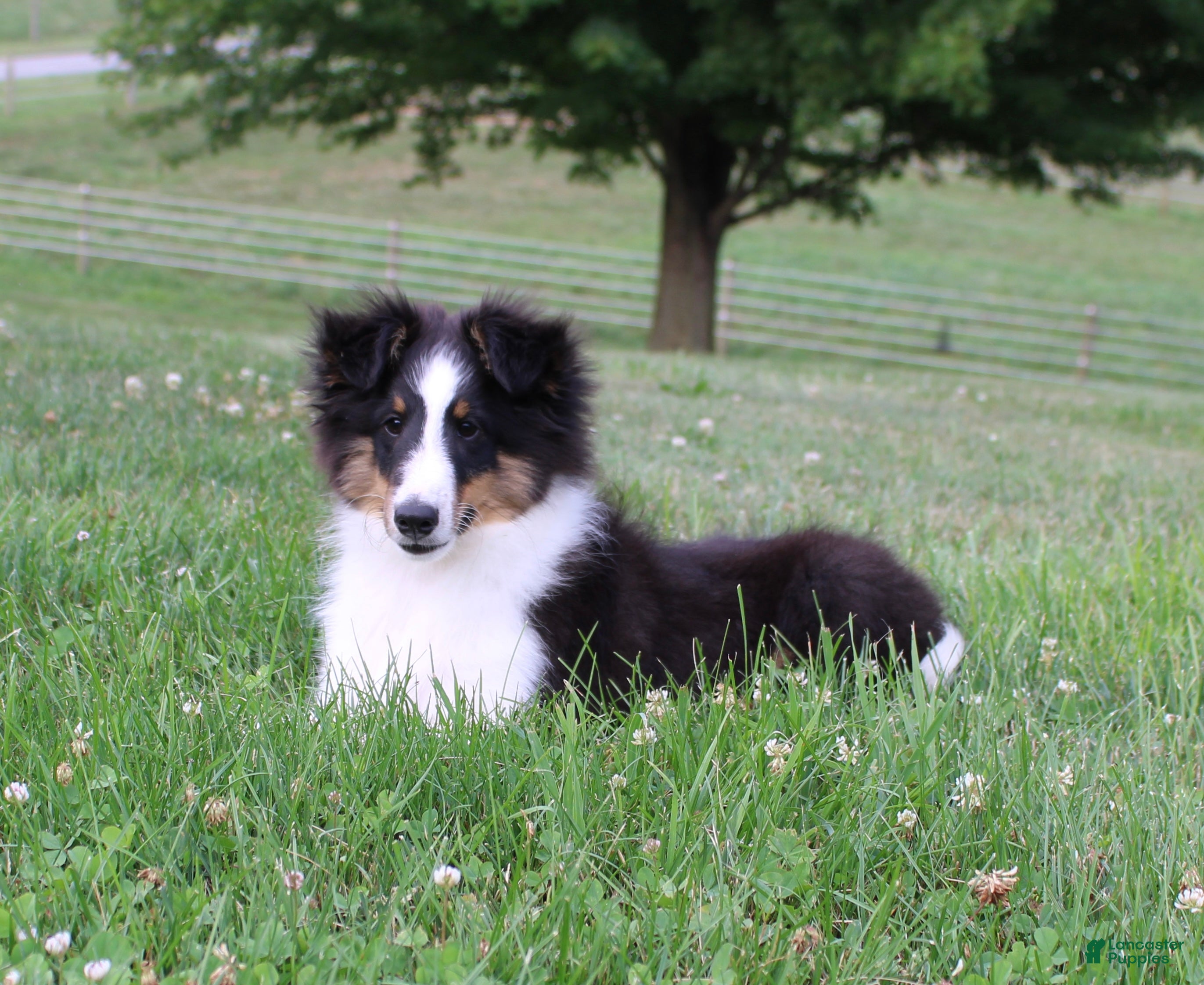 Shetland Sheepdog dogs Si Si  - Ad 1