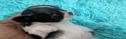 Chihuahua dogs for sale: LC Apple Head Oreo  - Ad 6