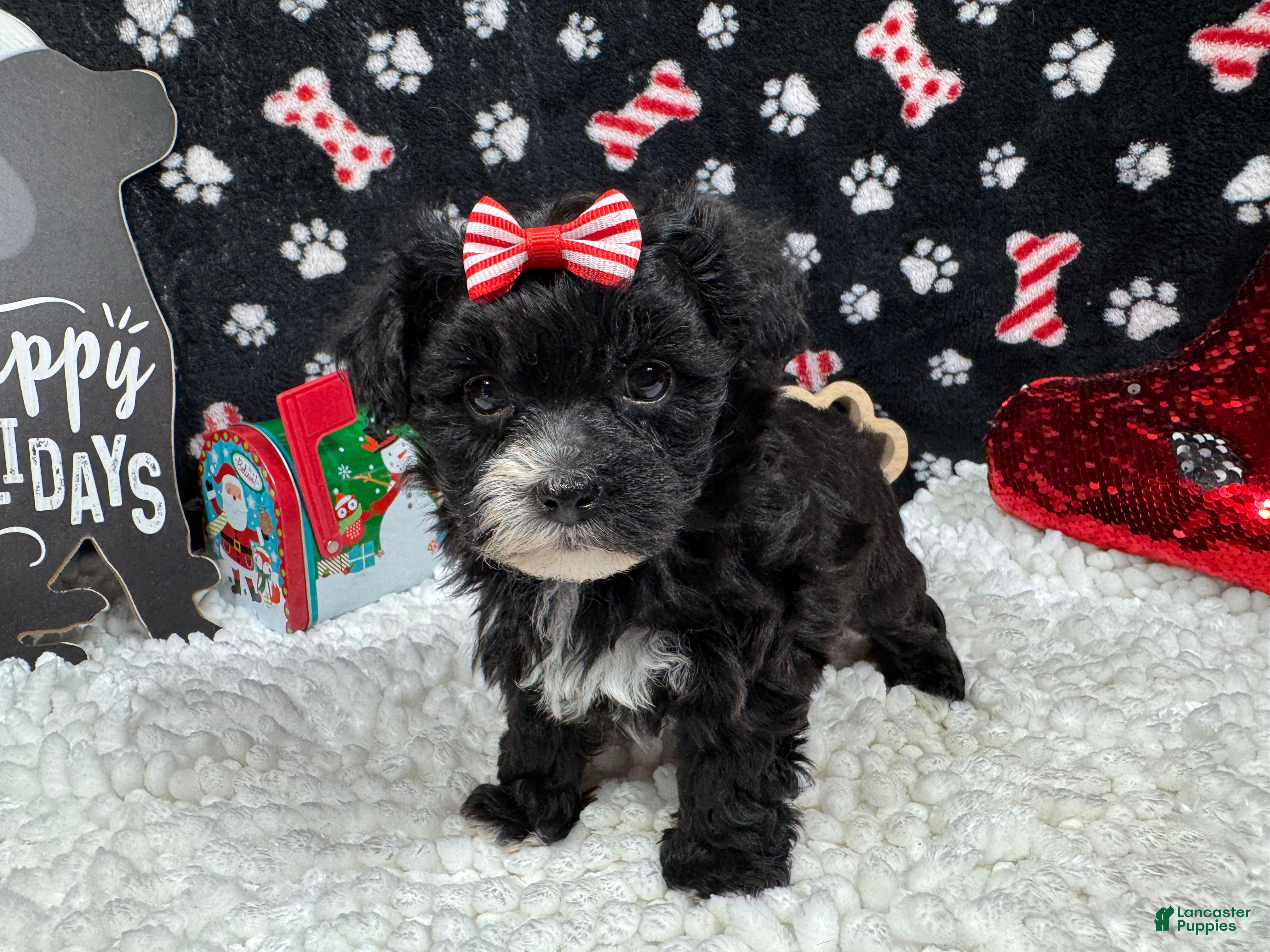 Morkie dogs Morkie Puppy 2 - Ad 5