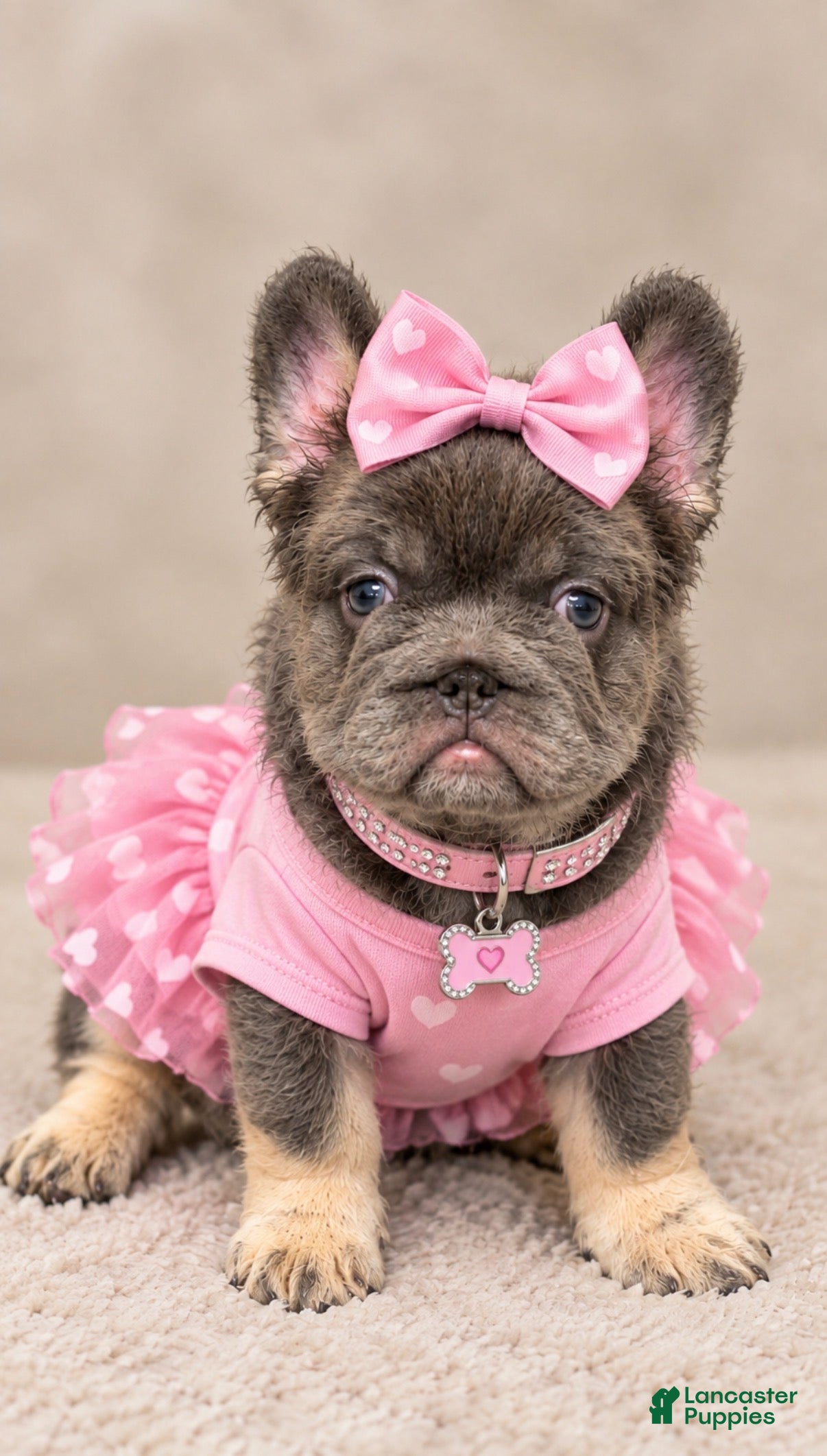 French Bulldog dogs Blueberry  - Ad 1
