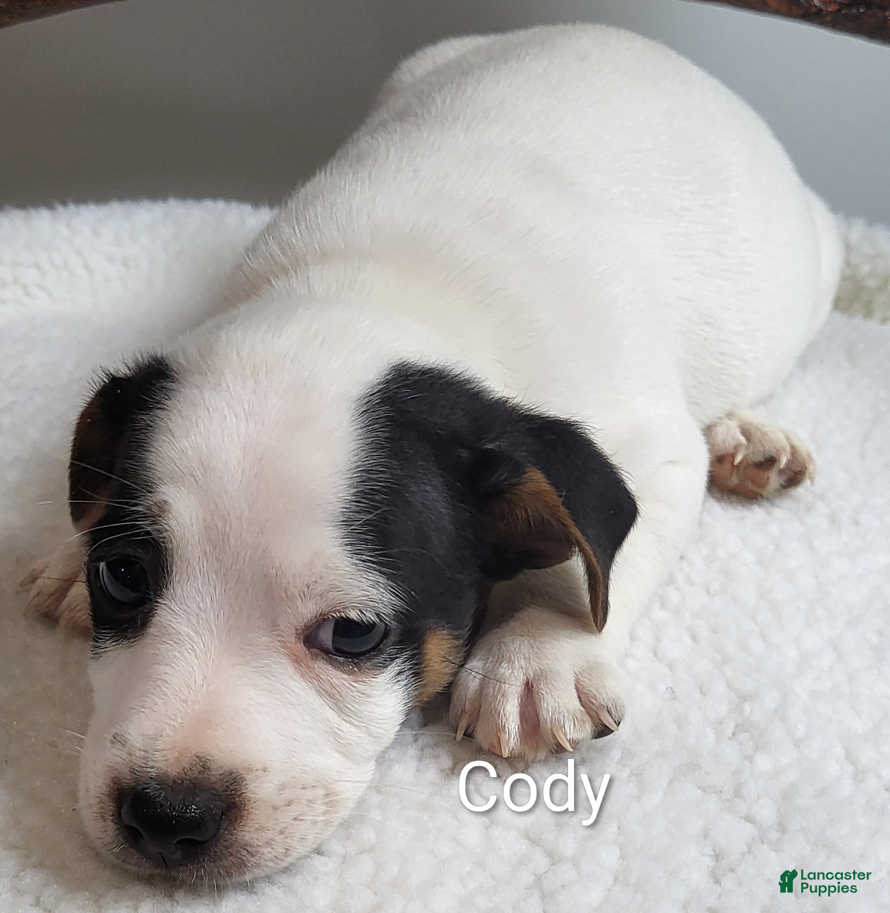 Jack Russell Terrier dogs Jack Russell Terrier 1 - Ad 1