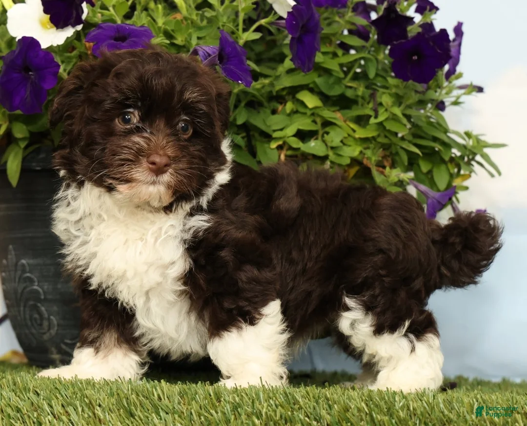 Havanese dogs for sale: Knox - Ad 1