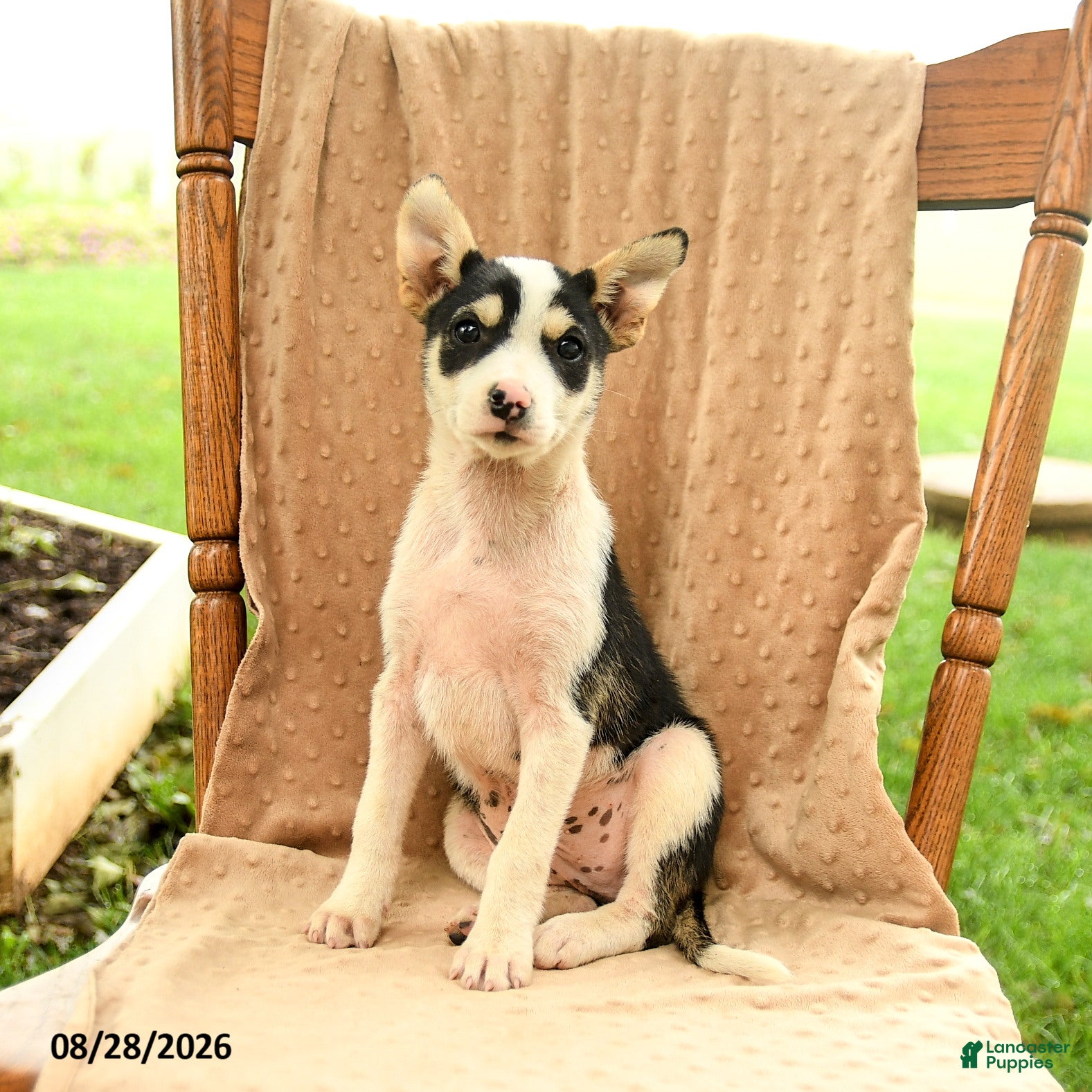 Mixed Breed dogs for sale: Finn - Ad 1