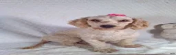 Bichpoo dogs for sale: Jasmine  - Ad 6